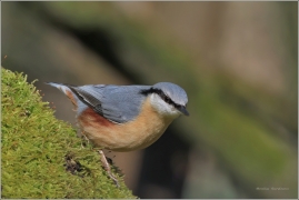 <p>BRHLÍK LESNÍ (Sitta europaea) /Eurasian nuthatch - Kleiber/</p>